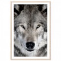 Grey Wolf Art Print