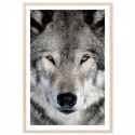 Grey Wolf Art Print