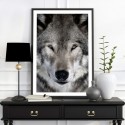 Grey Wolf Art Print