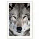 Grey Wolf Art Print