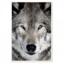 Grey Wolf Art Print