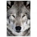 Grey Wolf Art Print