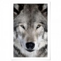 Grey Wolf Art Print