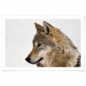 Hello Wolf Landscape Art Print