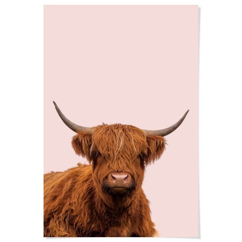 Highland Cow Art Print