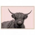 Highland Cow Vintage Art Print