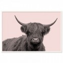 Highland Cow Vintage Art Print