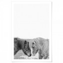 Horses Nuzzle Art Print