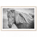 Icelandic Horse Art Print