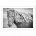 Icelandic Horse Art Print