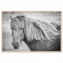 Icelandic Horse Art Print