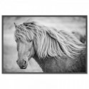 Icelandic Horse Art Print