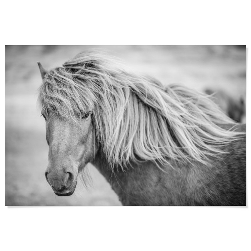 Icelandic Horse Art Print