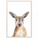 Kangaroo Art Print