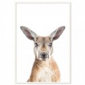 Kangaroo Art Print