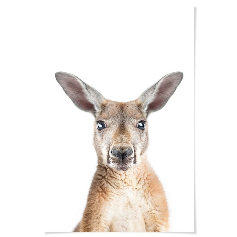 Kangaroo Art Print