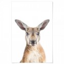 Kangaroo Art Print