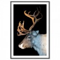 Majestic Deer Art Print