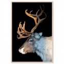 Majestic Deer Art Print