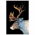 Majestic Deer Art Print