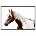 Pinto Horse Art Print