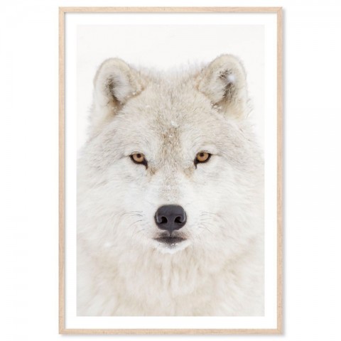 Snow Wolf Art Print