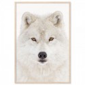 Snow Wolf Art Print