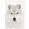 Snow Wolf Art Print