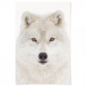 Snow Wolf Art Print