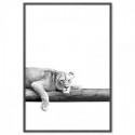 Take It Easy Lion Art Print