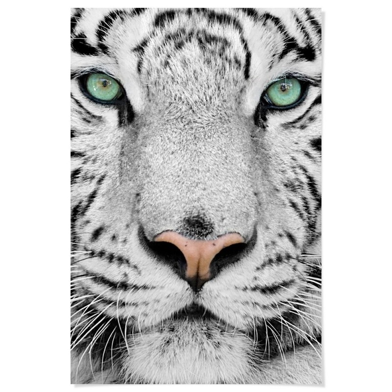 Tiger Dream Art Print