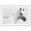 White Arabian Stallion Art Print