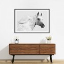 White Arabian Stallion Art Print