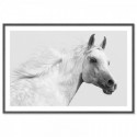 White Arabian Stallion Art Print