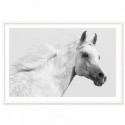 White Arabian Stallion Art Print