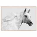 White Arabian Stallion Art Print