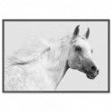 White Arabian Stallion Art Print