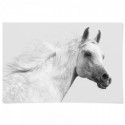 White Arabian Stallion Art Print