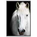 White Beauty Art Print