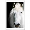 White Beauty Art Print