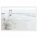 White Horse On Beach Art Print