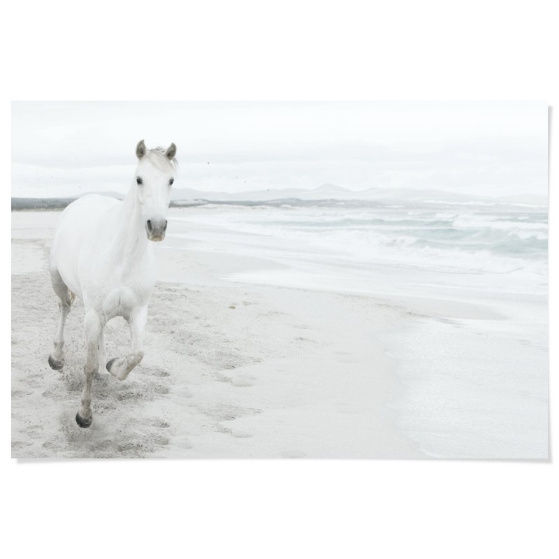 White Horse On Beach Art Print