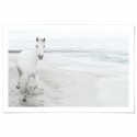 White Horse On Beach Art Print