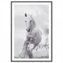 White Stallion Horse Art Print