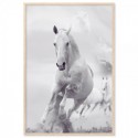 White Stallion Horse Art Print
