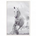 White Stallion Horse Art Print