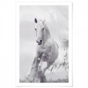 White Stallion Horse Art Print