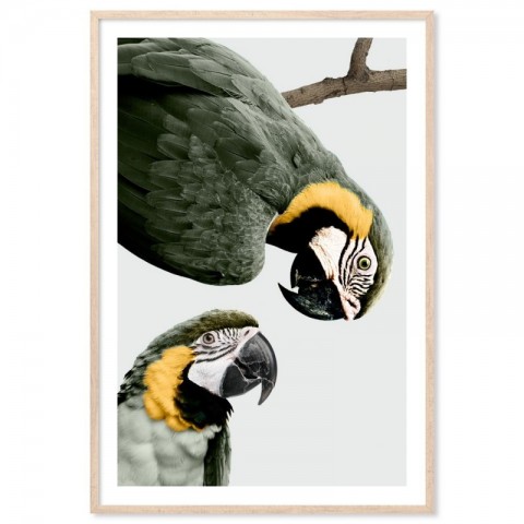 Macaws Meeting Art Print