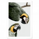 Macaws Meeting Art Print