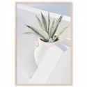 Santorini Cactus Art Print